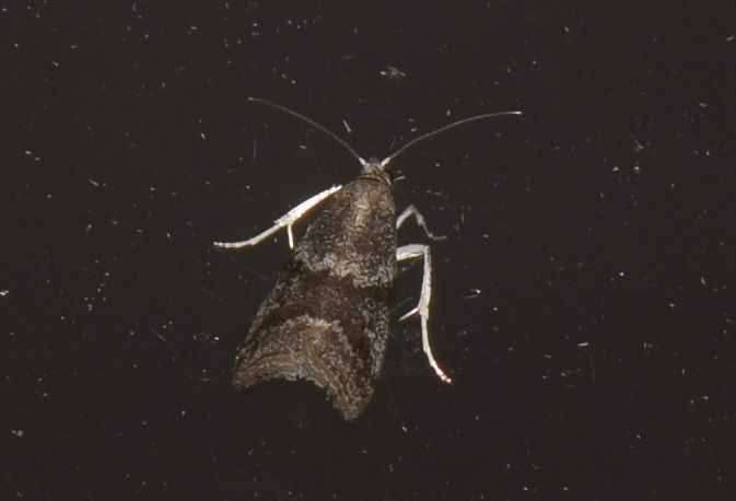 Assara terebrella (Pyralidae)?